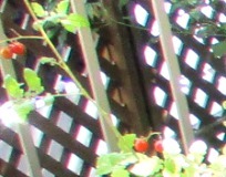 IMG_3342_20210811152521d75.jpg